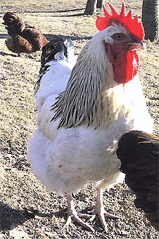 Tupp.jpg (46354 bytes)