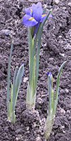 iris.jpg (28862 bytes)