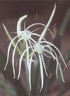 spind1.jpg (14273 bytes)